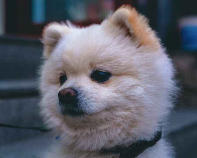 博美犬松鼠狗分別是什麼?松鼠博美缺點、價格、性格一文看清 - 樂語雅閣