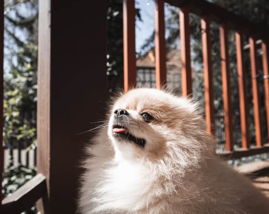 博美犬松鼠狗分別是什麼？松鼠博美缺點、價格、性格一文看清