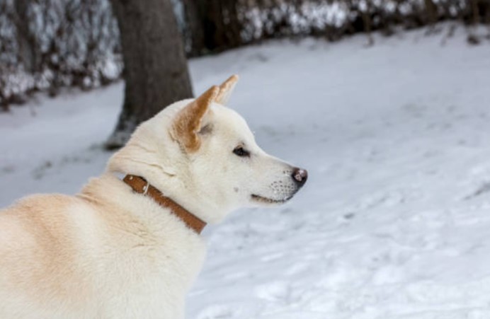 【養狗攻略】白色柴犬好嗎?白柴犬優缺點、性格&購買價格 - 樂語雅閣