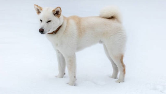 【養狗攻略】白色柴犬好嗎?白柴犬優缺點、性格&購買價格 - 樂語雅閣