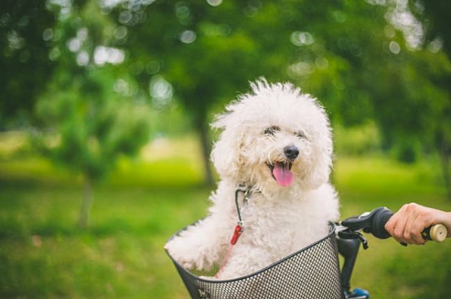 比熊犬坐在車籃中