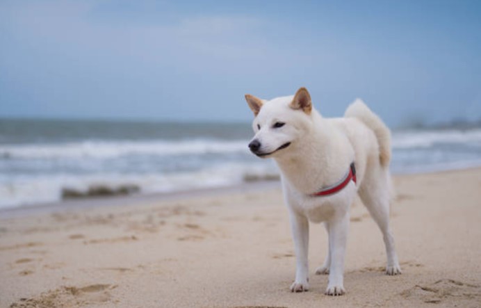 【養狗攻略】白色柴犬好嗎？白柴犬優缺點、性格&購買價格