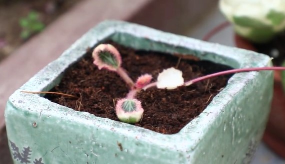 虎耳草繁殖