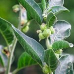 南非醉茄
