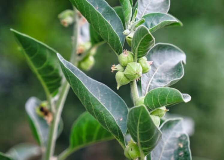 南非醉茄何時吃？南非醉茄功效、副作用、禁忌&使用劑量