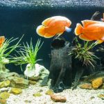 恐龍魚飼養
