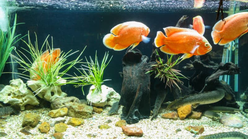恐龍魚飼養