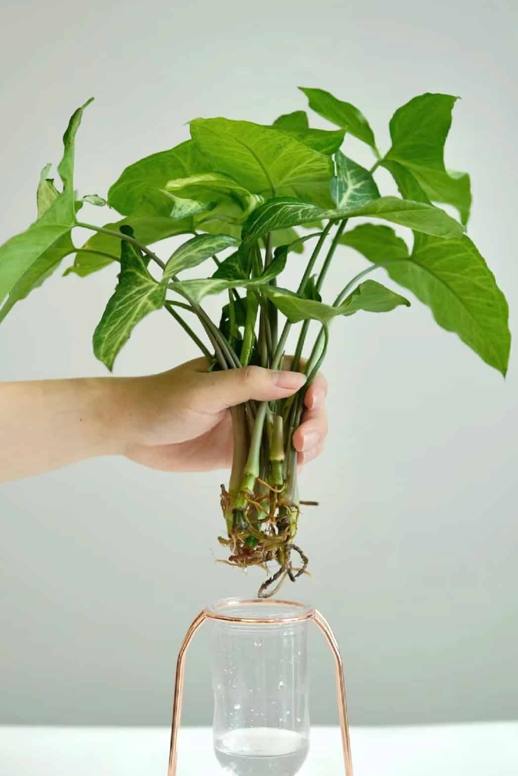 如何照顧合果芋？合果芋風水擺放、水耕及修剪方法等新手須知