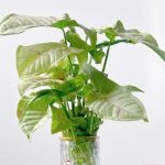 合果芋盆栽