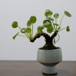 老樁鏡面草