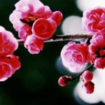 梅花
