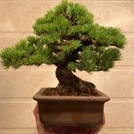 五葉松盆栽