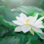 蓮花
