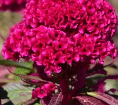 雞冠花