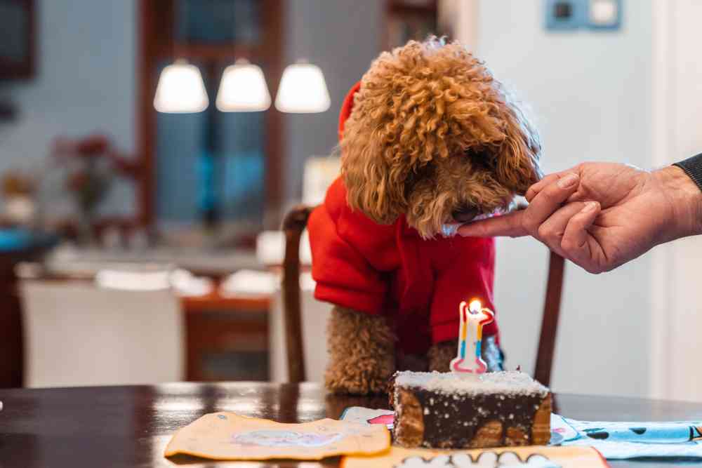 2025人氣小型犬品種：新手養狗首選TOP20推薦