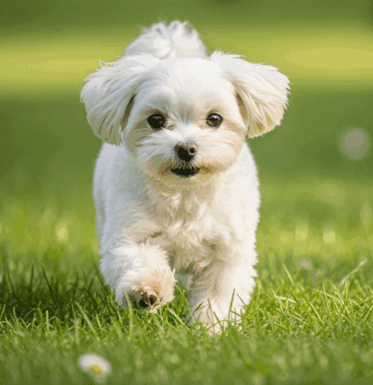 馬爾濟斯犬